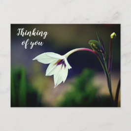 White Gladiolus Garden Flower Thinking of You Briefkaart