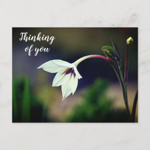 White Gladiolus Garden Flower Thinking of You Briefkaart
