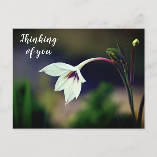 White Gladiolus Garden Flower Thinking of You Briefkaart (Voorkant)