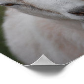 White goat print (Hoek)