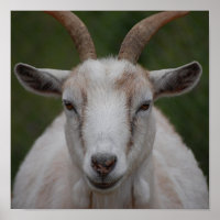 White goat print