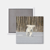 White Golden Retriever Puppy in Snow Magneet (Voorkant / Achterkant)