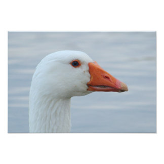 White Goose Portrait Foto Afdruk