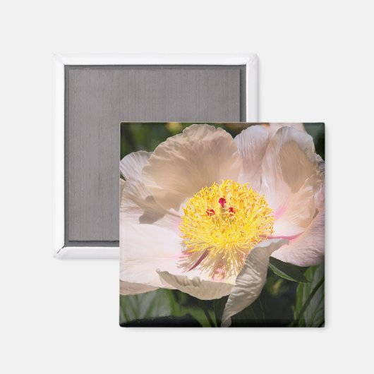 White Grace Peony Magneet (Voorkant / Achterkant)