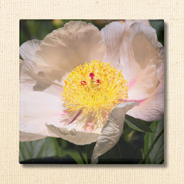White Grace Peony Magneet