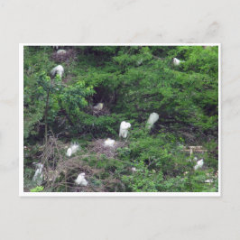 White Great Egret Nesting Briefkaart