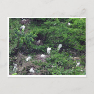 White Great Egret Nesting Briefkaart