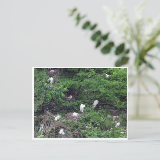 White Great Egret Nesting Briefkaart (Staand voorkant)