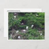 White Great Egret Nesting Briefkaart (Voorkant / Achterkant)