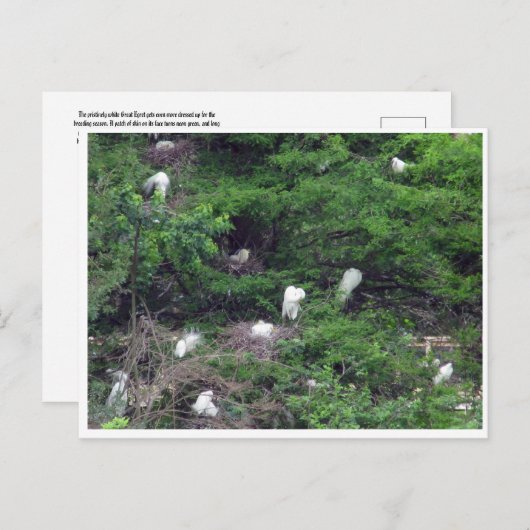 White Great Egret Nesting Briefkaart (Voorkant / Achterkant)