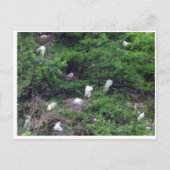 White Great Egret Nesting Briefkaart (Voorkant)