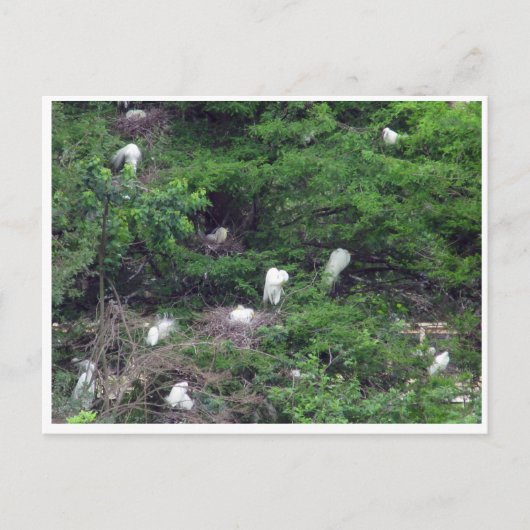 White Great Egret Nesting Briefkaart (Voorkant)