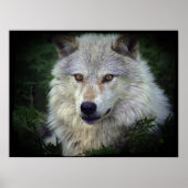 White Grey Wolf Wildlife Supporter Poster (Voorkant)