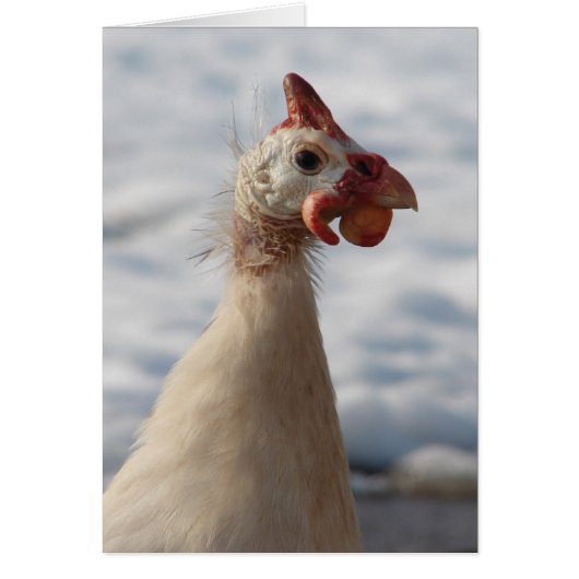 White Guinea Fowl (Voorkant)