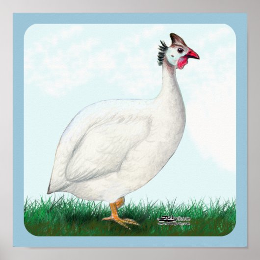 White Guinea Poster (Voorkant)