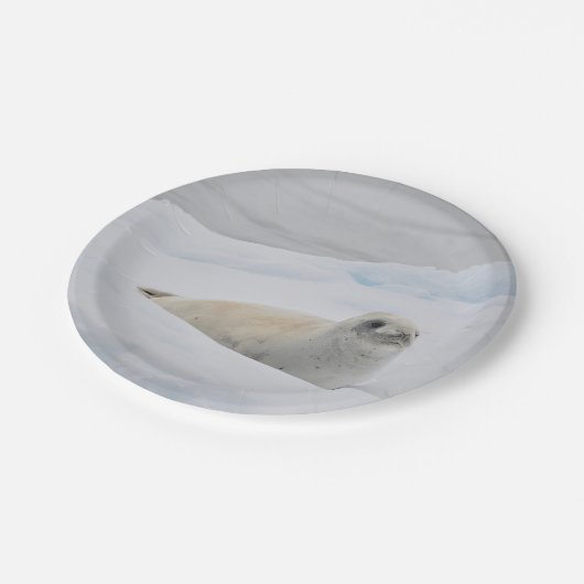 White Harbour Seal Snow Photo Papieren Bordje (Gekanteld)