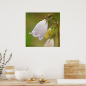 White Harebell Poster (Keuken)