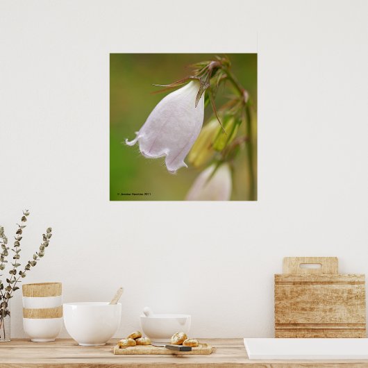 White Harebell Poster (Keuken)