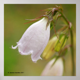 White Harebell Poster