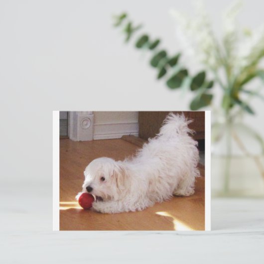 White Havanese Puppy Speel met Red Ball Briefkaart (Staand voorkant)