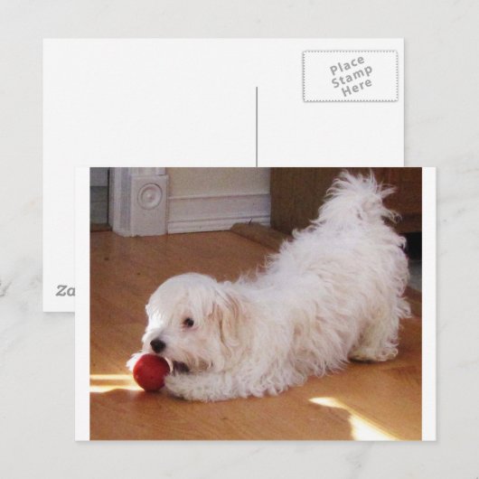 White Havanese Puppy Speel met Red Ball Briefkaart (Voorkant / Achterkant)