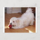 White Havanese Puppy Speel met Red Ball Briefkaart (Voorkant)