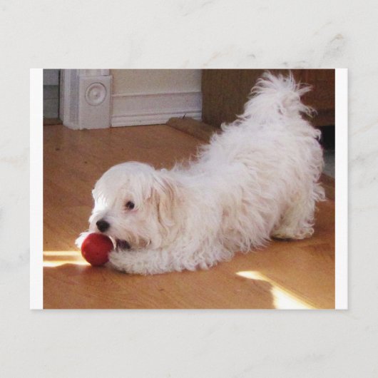 White Havanese Puppy Speel met Red Ball Briefkaart (Voorkant)