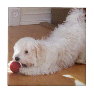 White Havanese Puppy Speel met Red Ball Tegeltje