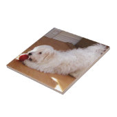 White Havanese Puppy Speel met Red Ball Tegeltje (Zijkant)