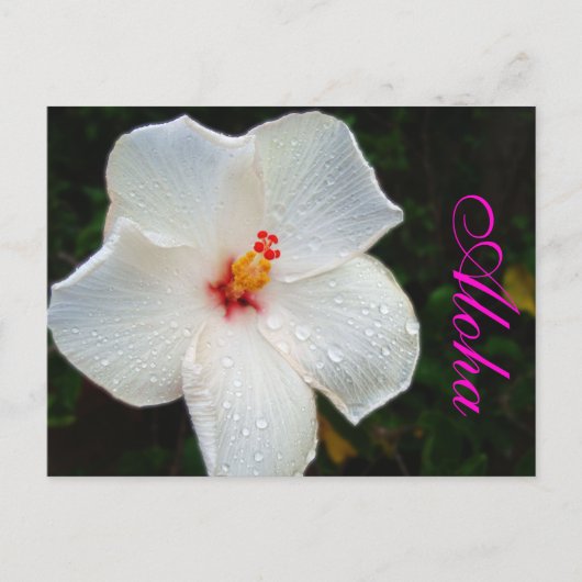 White Hawaii Hibiscus Briefkaart (Voorkant)