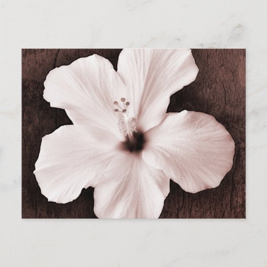 White Hawaiian Hibiscus Sepia Tropische Bloem Briefkaart (Voorkant)