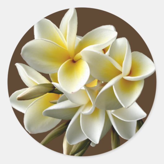 White Hawaiian Plumeria Floral Stickers (Voorkant)