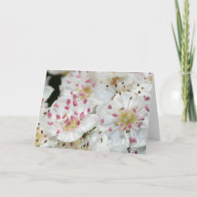 White Hawthorn Flowers Wenskaart