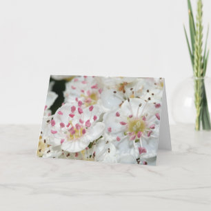 White Hawthorn Flowers Wenskaart Kaart