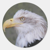 White Headed Bald Eagle Photo Ronde Sticker (Voorkant)