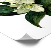 White hellebore botanical watercolor print (Hoek)