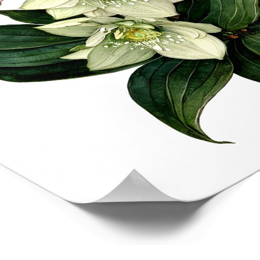 White hellebore botanical watercolor print (Hoek)