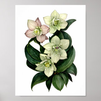 White hellebore botanical watercolor print