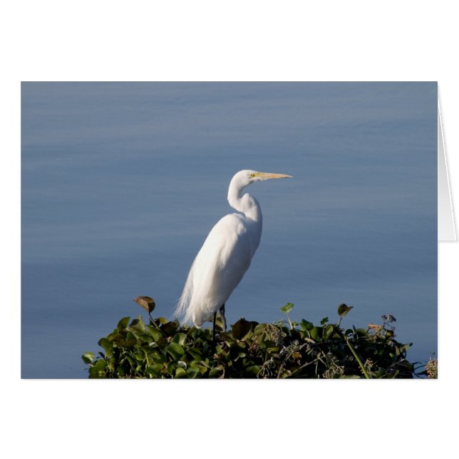 White Heron (Voorkant Horizontaal)