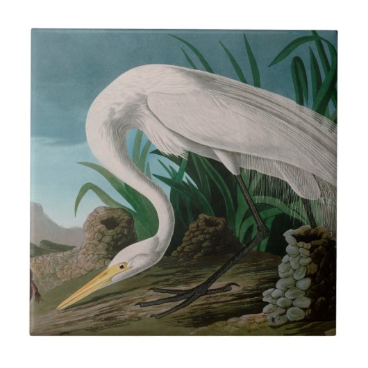 White Heron Birds of America Audubon Print Tegeltje (Voorkant)