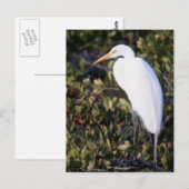 White Heron Briefkaart (Voorkant / Achterkant)