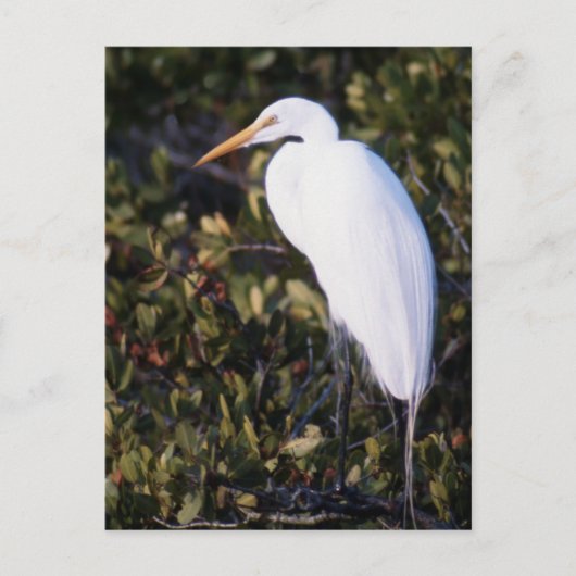 White Heron Briefkaart (Voorkant)