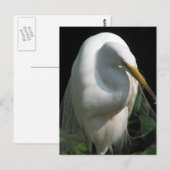 White Heron Briefkaart (Voorkant / Achterkant)