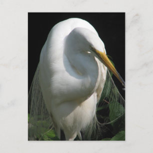 White Heron Briefkaart