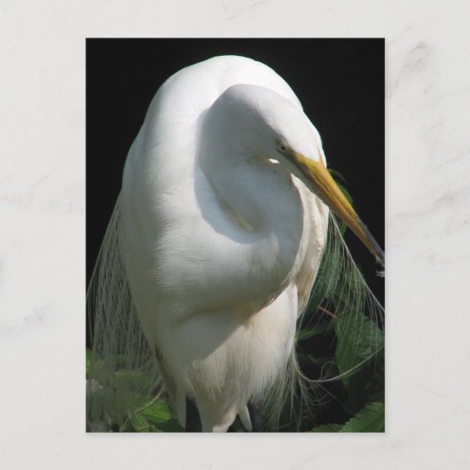 White Heron Briefkaart (Voorkant)