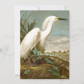 White Heron door John James Audubon Bedankkaart (Voorkant)