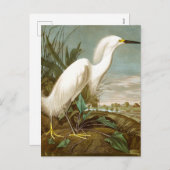White Heron door John James Audubon Feestdagenkaart (Voorkant / Achterkant)