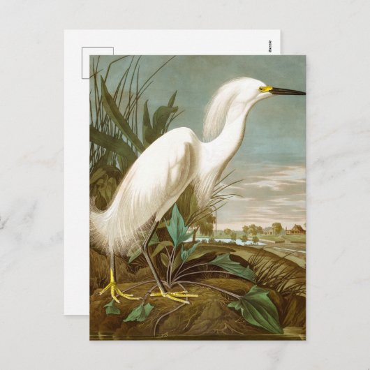 White Heron door John James Audubon Feestdagenkaart (Voorkant / Achterkant)