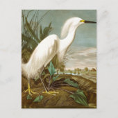White Heron door John James Audubon Feestdagenkaart (Voorkant)