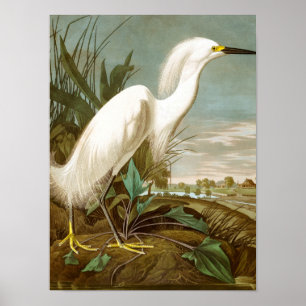 White Heron door John James Audubon Poster